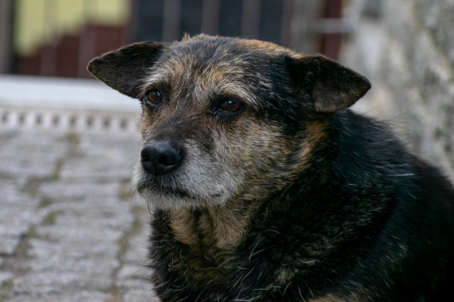 perro callejero