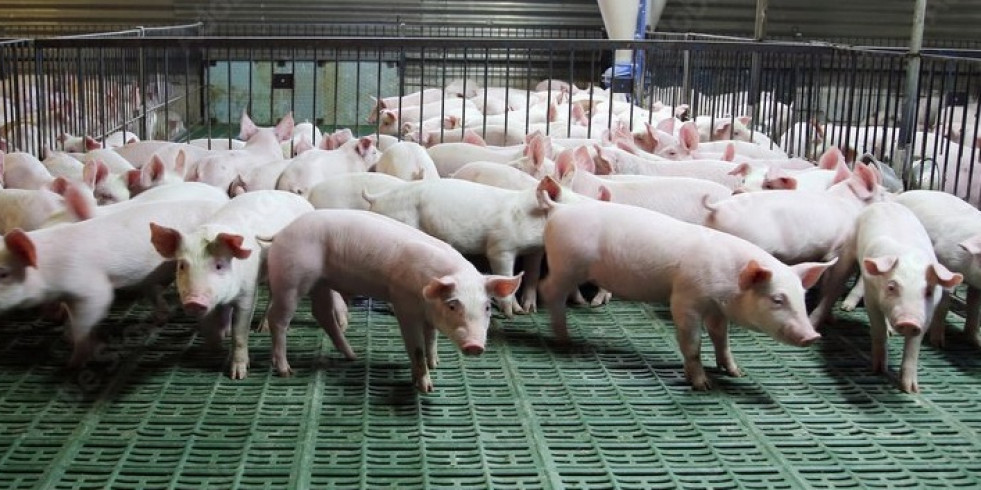 Un proyecto busca mejorar la sostenibilidad medioambiental y económica de la producción porcina