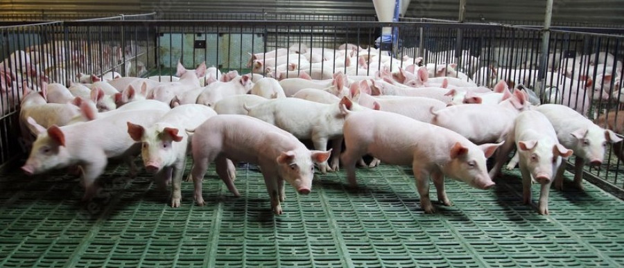 Cerdos porcino granja