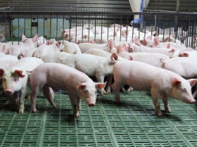 Un proyecto busca reducir emisiones de amoniaco en granjas porcinas