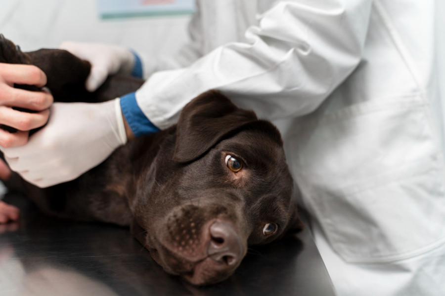 Perro veterinario