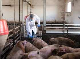 Nuevo avance español en la lucha contra la salmonelosis porcina