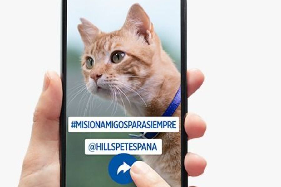 hills amigos para siempre