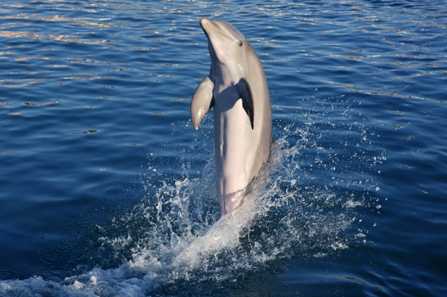 Dolphin doing acrobatics