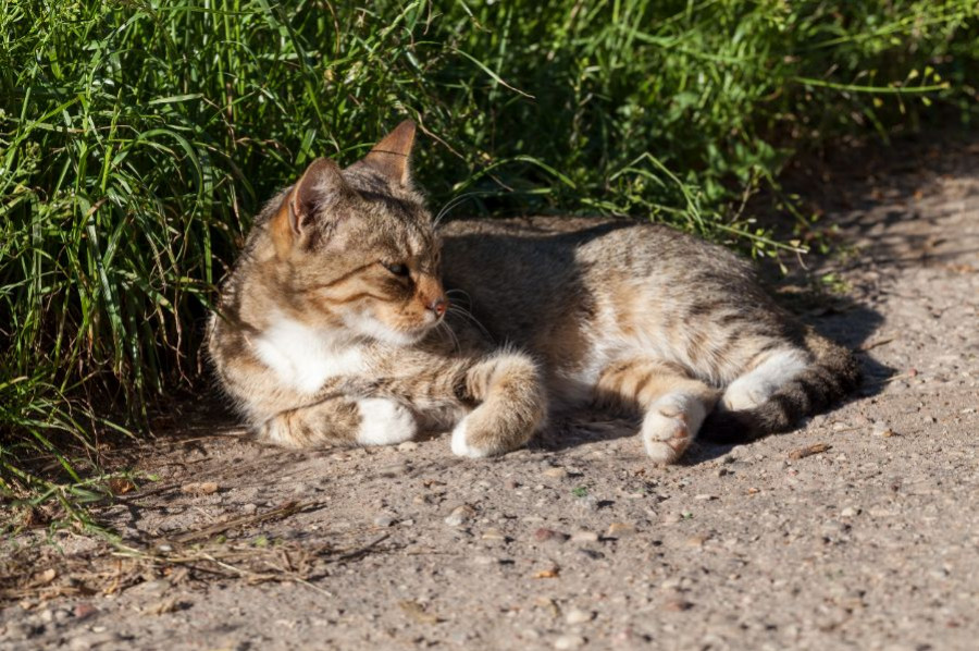 gato callejero