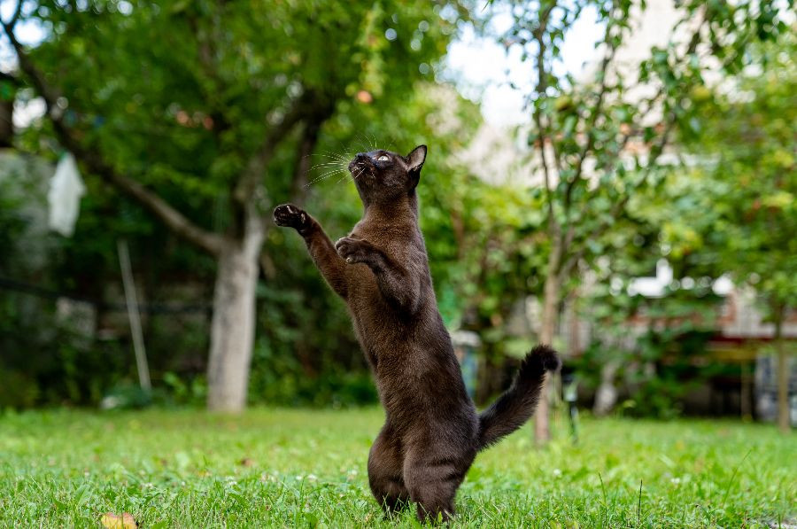 gato salto