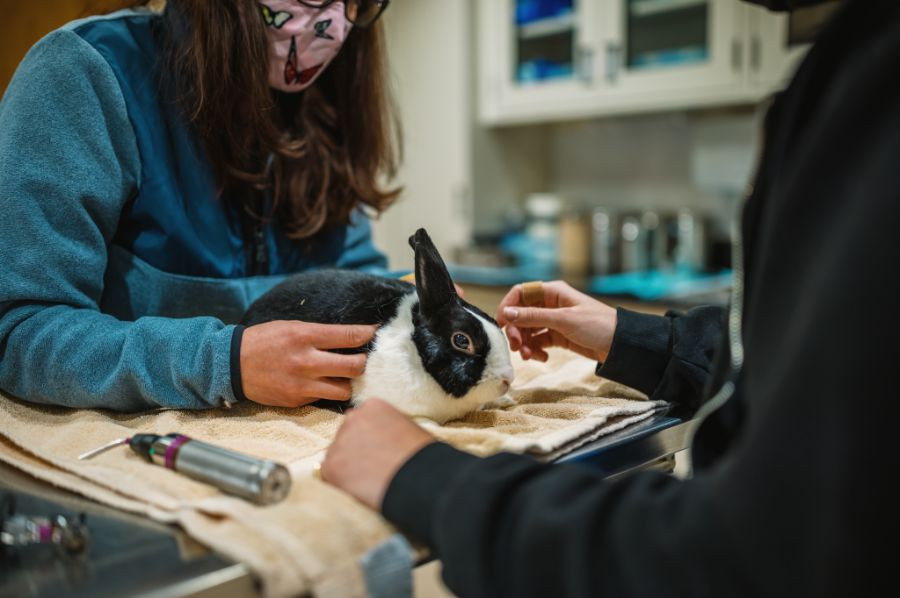 conejo veterinario