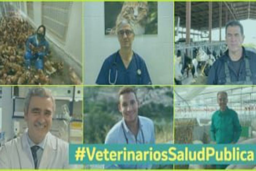 veterinario msd