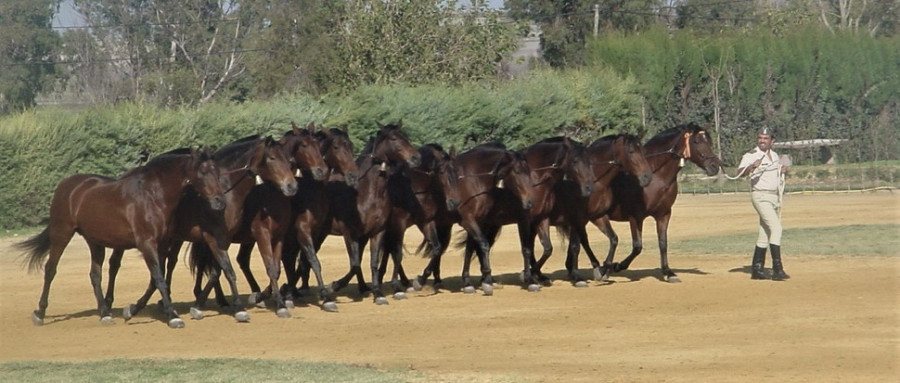 Cobra yeguada militar (2)