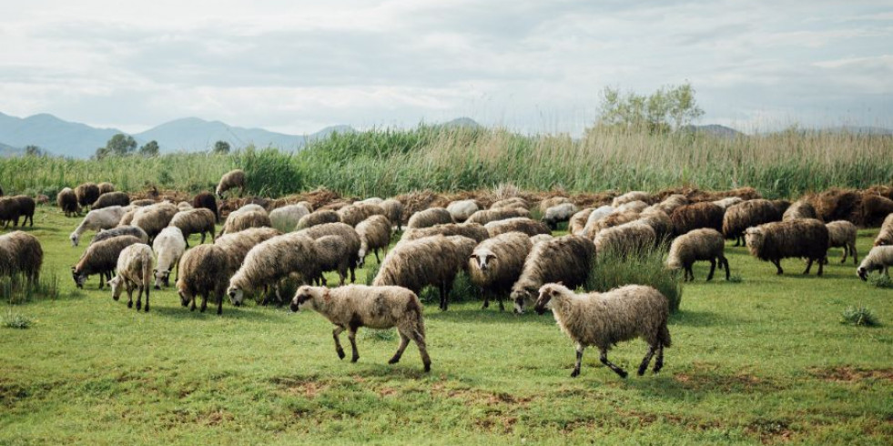 Confirman la circulación de tuberculosis en granjas ovinas del sur de España