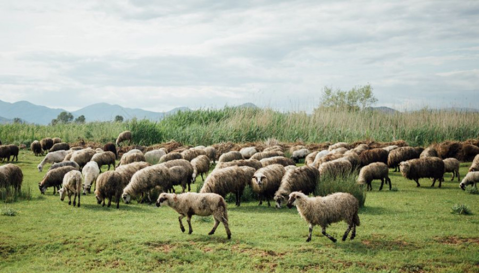 Etnoveterinaria, o cómo tratan al ganado los pastores trashumantes en España