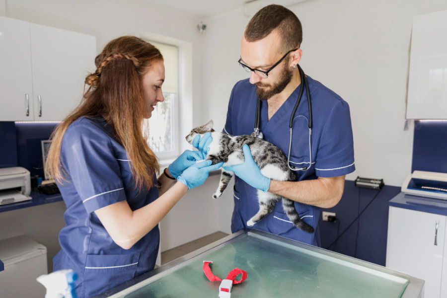 veterinario veterinaria clínica veterinaria gato
