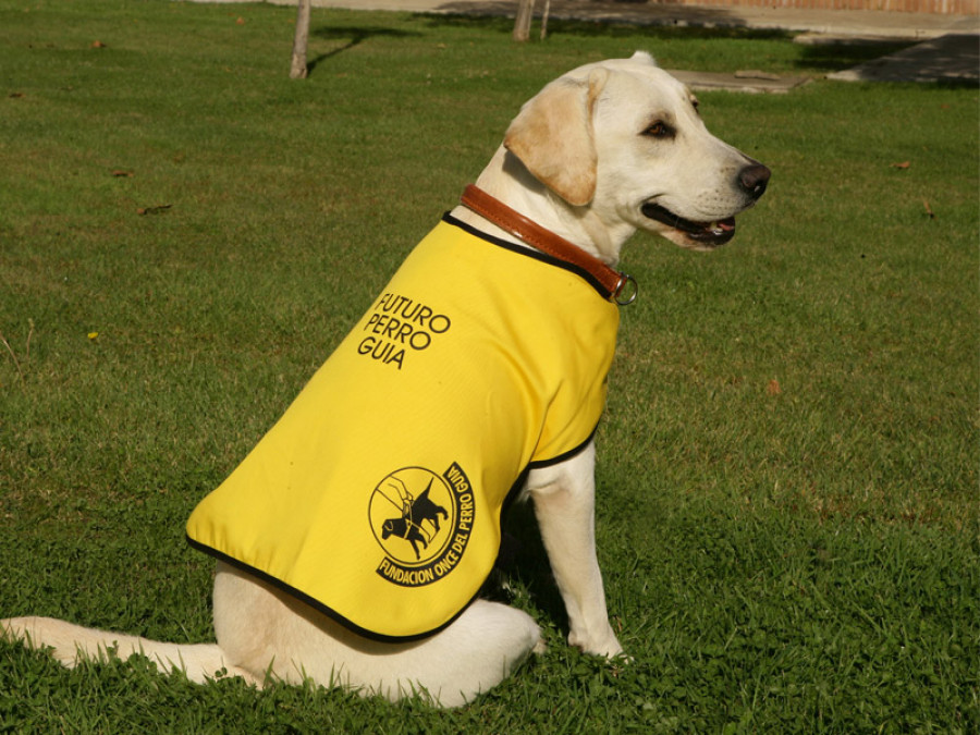 Perro guía royal canin once