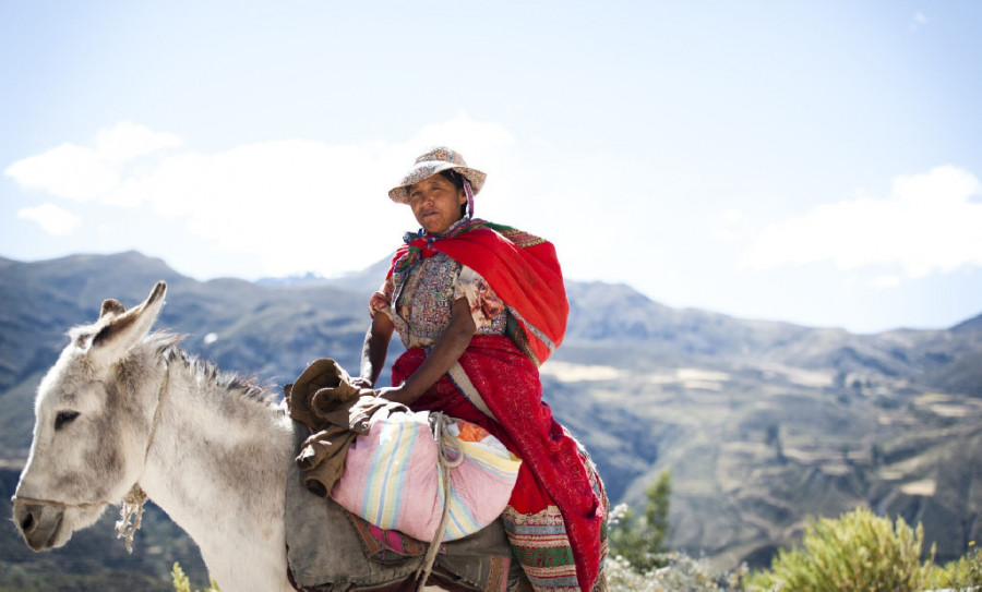 Organización Mundial de la Salud Animal burros