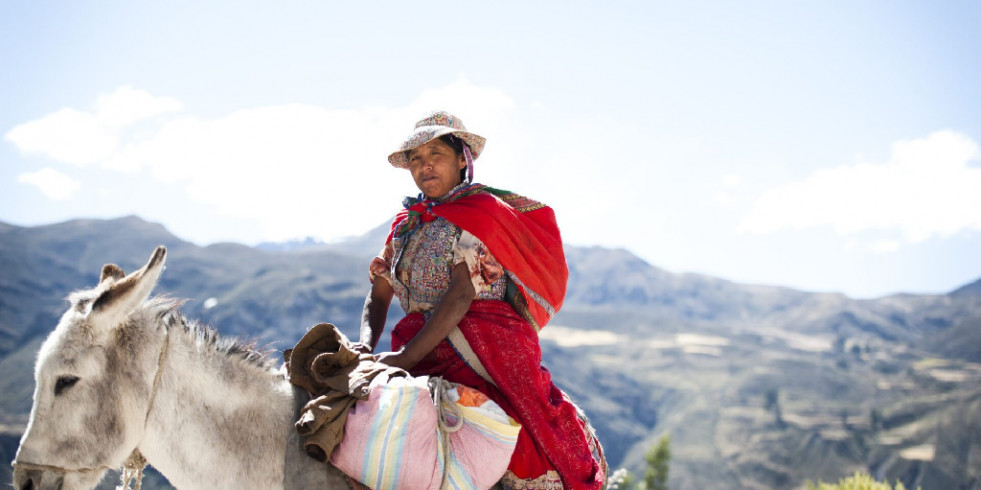 Preservar la sanidad y el bienestar de los burros para un futuro más sostenible