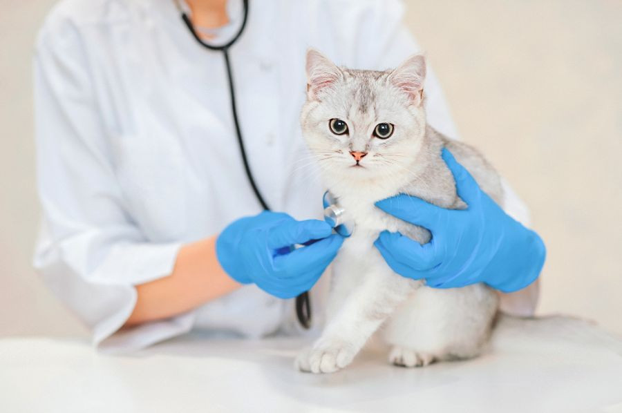 gato veterinario