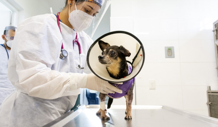 Crean un nuevo método para regenerar huesos de perros y gatos