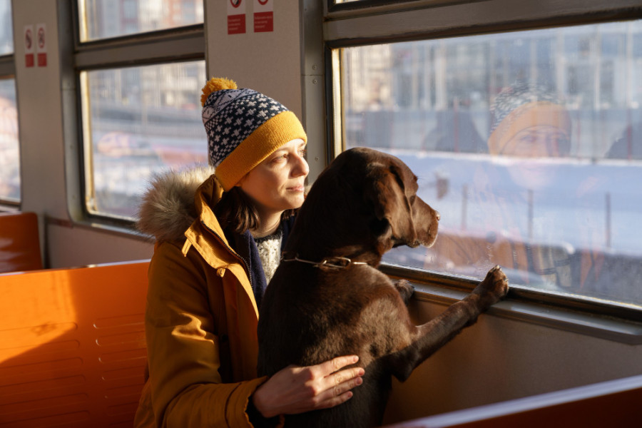 Perro tren viaje