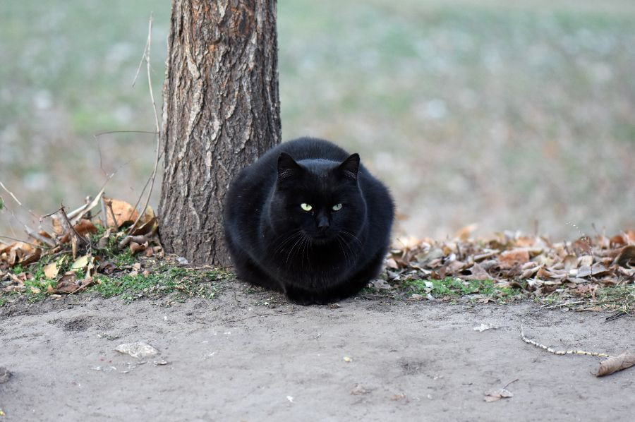 gato calle