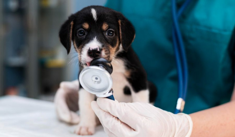 Cómo ayudar a que las mascotas no sufran miedo cuando visitan al veterinario
