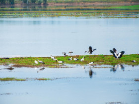 Movimientos migratorios de aves, una de las principales causas de expansión de enfermedades