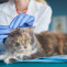 Publicado en España el primer informe de babesiosis fatal en un gato