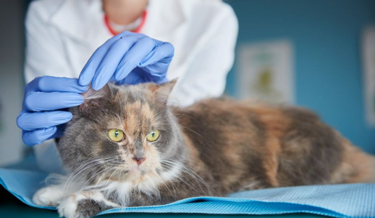 Publicado en España el primer informe de babesiosis fatal en un gato
