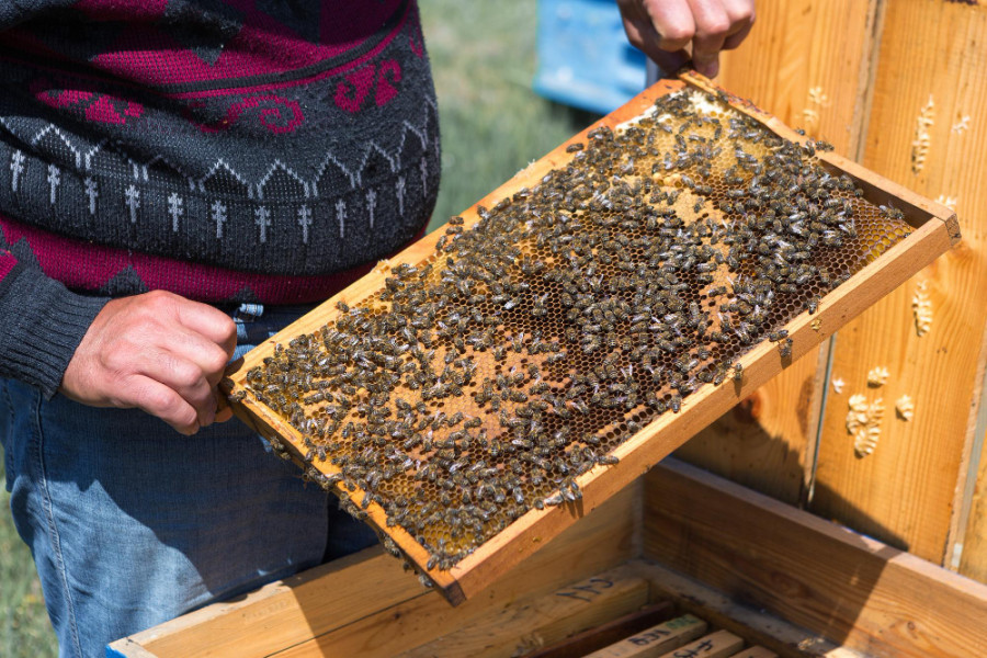 Abejas apicultor