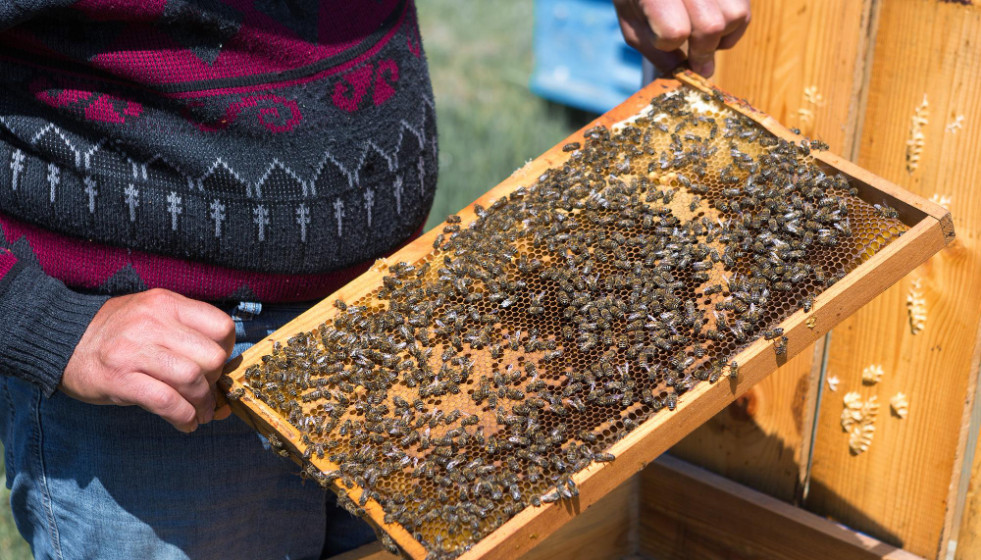 Las abejas, amenazadas con extinguirse siendo esenciales para los ecosistemas