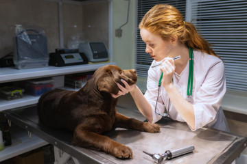 Examen veterinaria