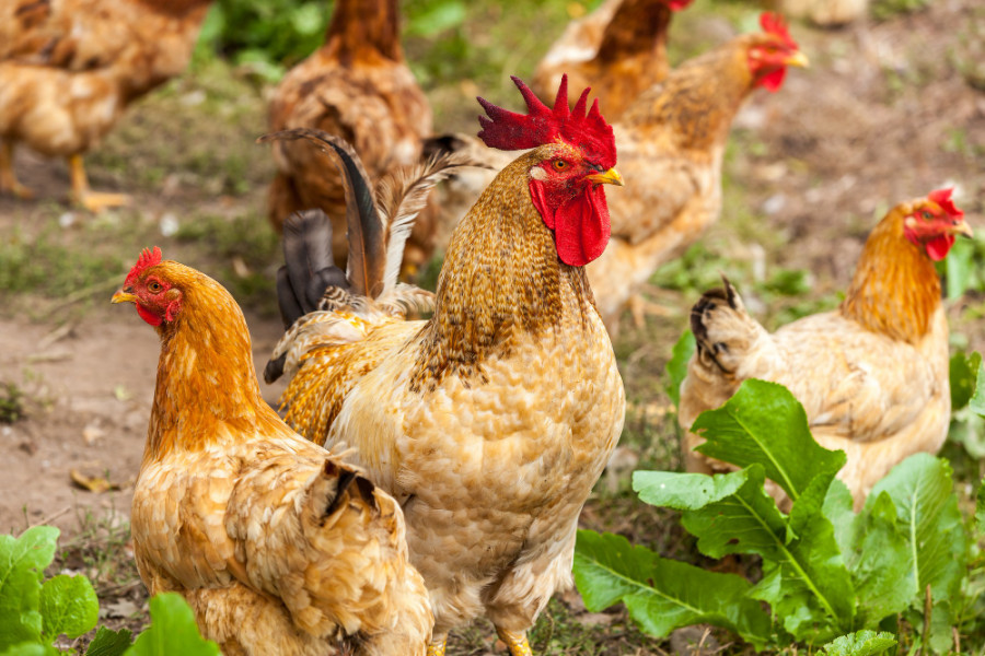 Gallinas