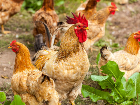 Informan sobre el primer caso humano de gripe aviar H3N8