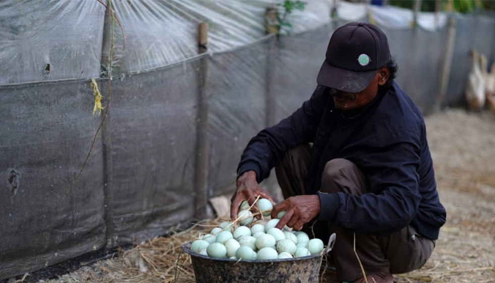 La gripe aviar impacta en el precio de los huevos
