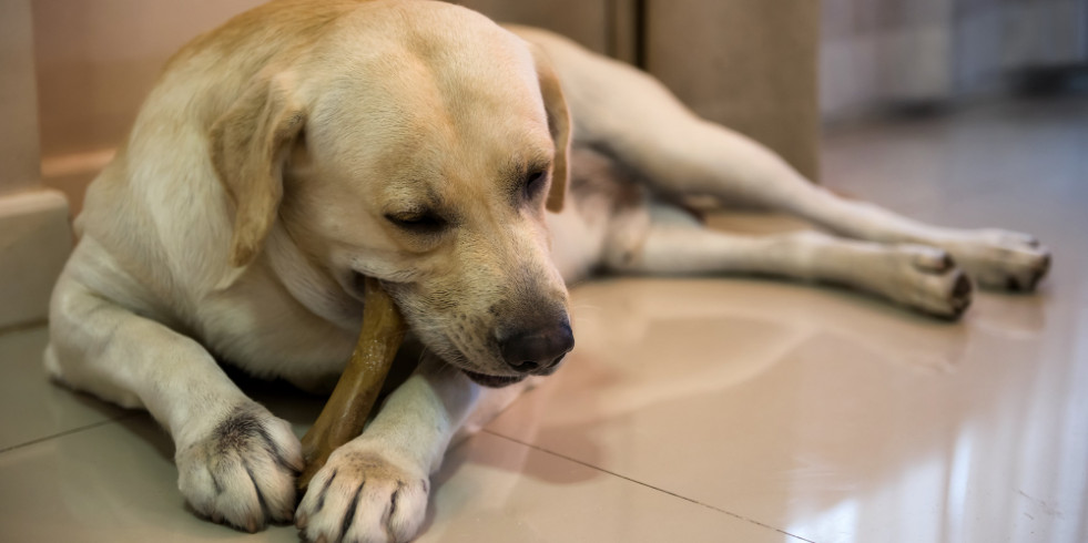 ¿Cuáles son los mejores masticables y otros premios para mascotas?