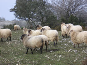 Navarra destina 400.000 euros para conservación de las razas autóctonas