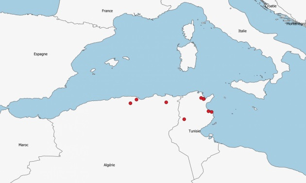 Mapa focos de fiebre aftosa de serotipo O en el Magreb