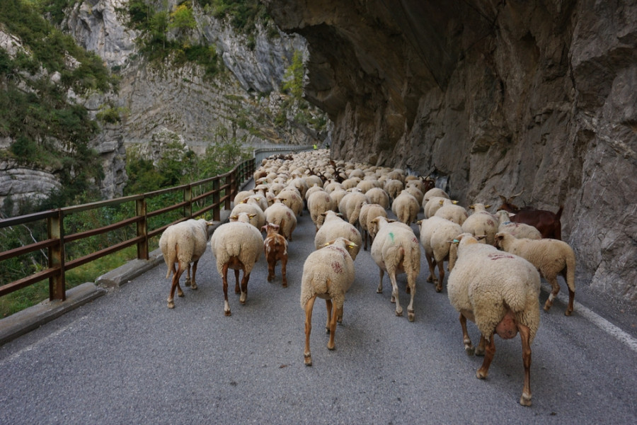 Asturias ovejas