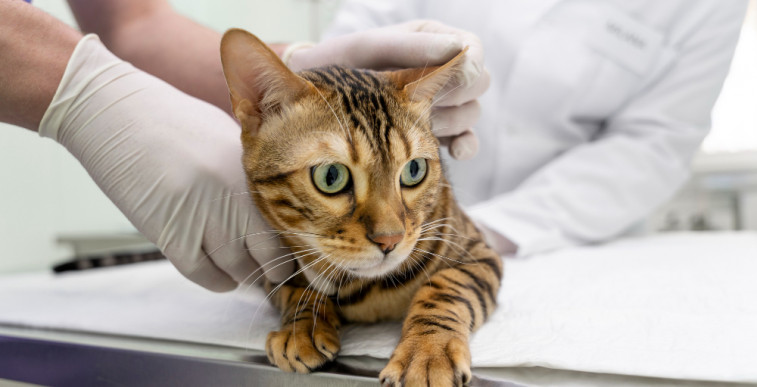 Cómo actuar ante un caso de viruela en un centro sanitario veterinario
