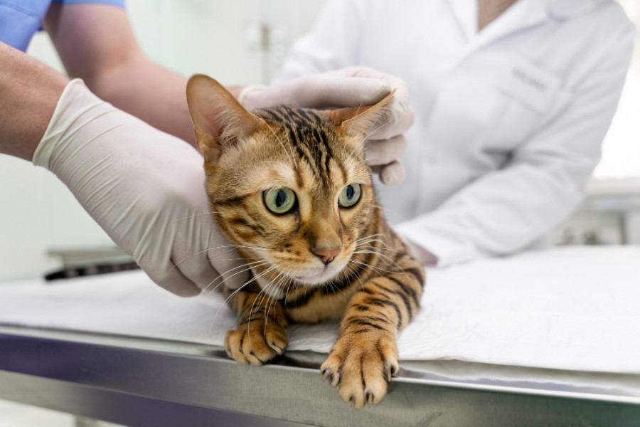 Veterinaria gato