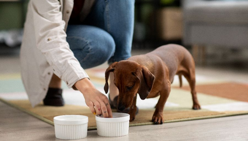 La importancia de una buena nutrición en perros con dermatitis atópica