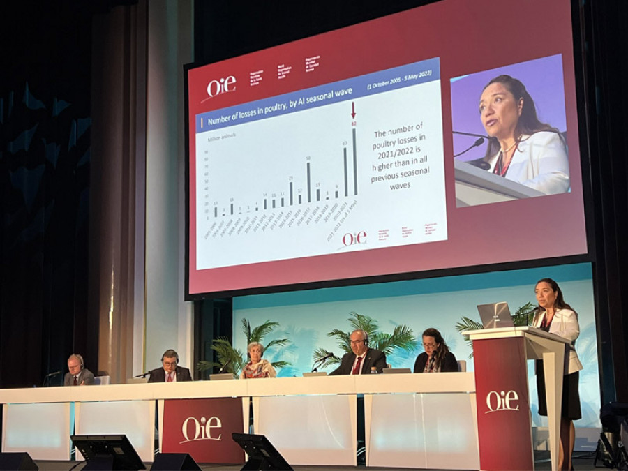 OIE subraya la importancia de notificar inmediatamente los casos de  enfermedades