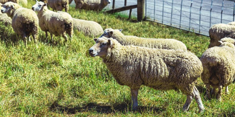 Investigadores instan a preservar la pureza racial del Merino Español