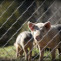 Evalúan la bioseguridad en 40 explotaciones de porcino intensivo españolas