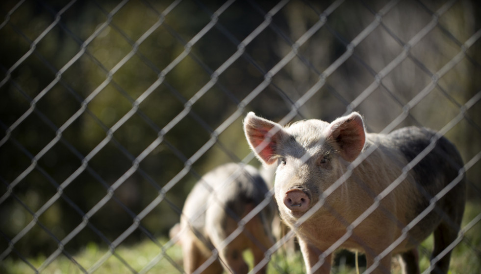 Un juez precinta una granja en España con 60 cerdos desnutridos