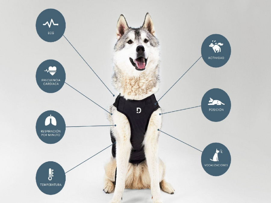 Husky con arnés Dinbeat UNO