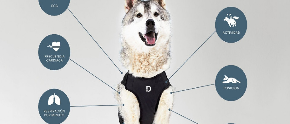 Dinbeat presenta sus últimas novedades en productos Pet Tech