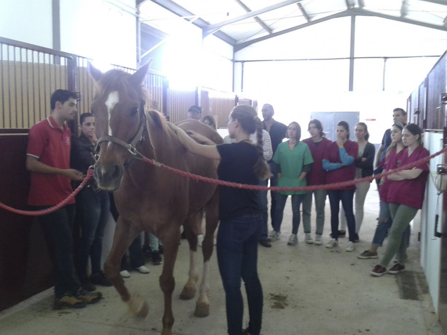 Caballo córdoba universidad