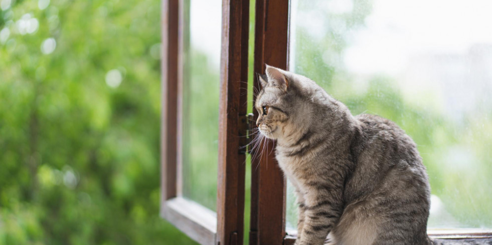 Una jueza condena a una mujer por envenenar a la gata de su vecina