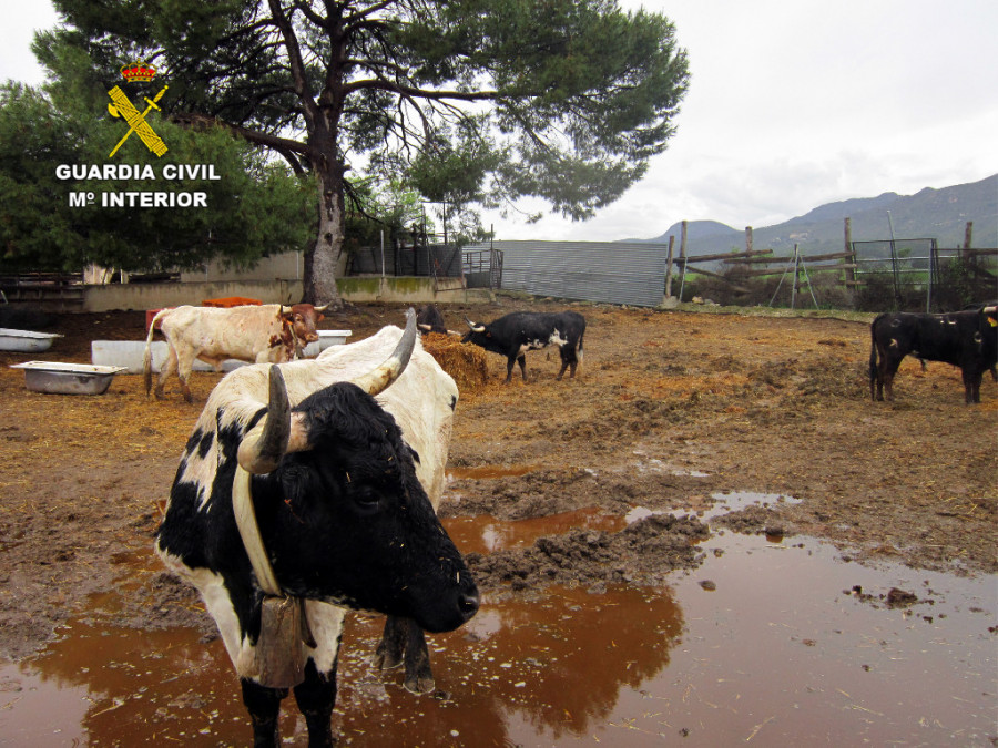 guardia civil abandono animal