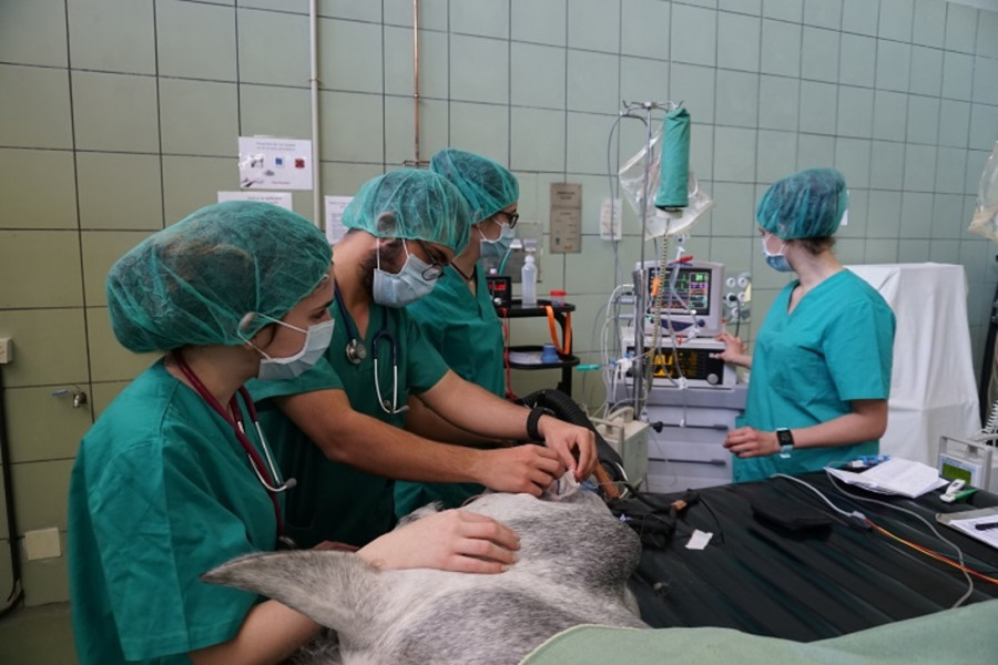 20 informacion veterinario (1)